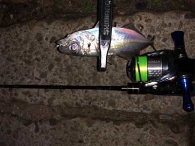 アジング  の旅