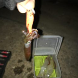 爆釣…と、思ったら渋いヒイカ釣り(＞＜)