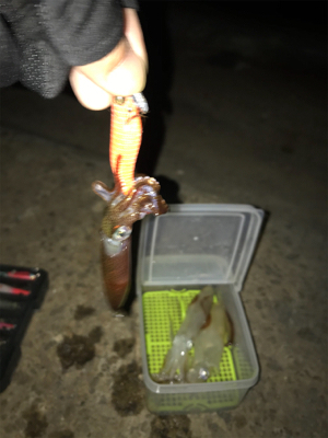 爆釣…と、思ったら渋いヒイカ釣り(＞＜)