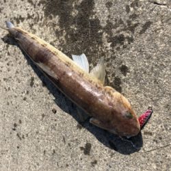 化物エソでやんす