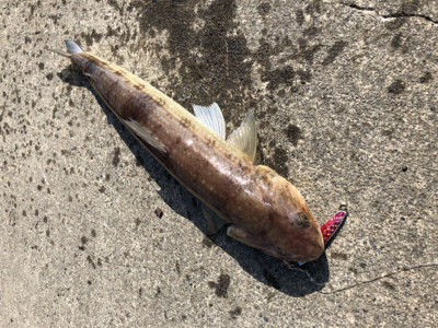 化物エソでやんす