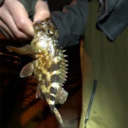 メバル・ガシラ釣果