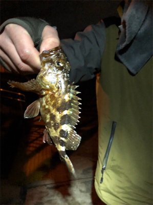 メバル・ガシラ釣果