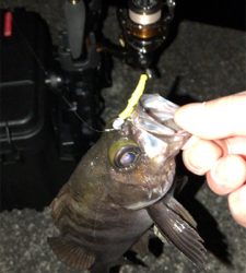 今年初のメバリング