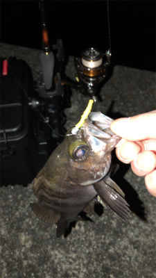 今年初のメバリング