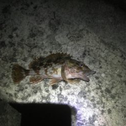 爆風ながら何とか中アジキャッチ