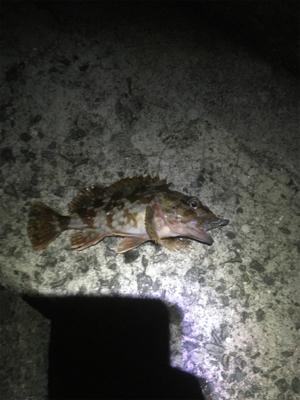 爆風ながら何とか中アジキャッチ