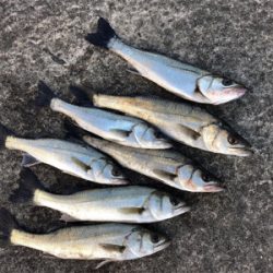 イワシの群れあり