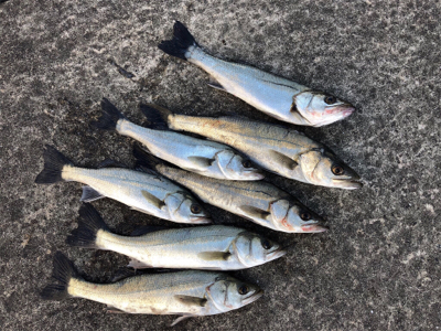 イワシの群れあり