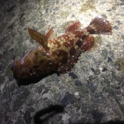 ライトワインドとメバリング