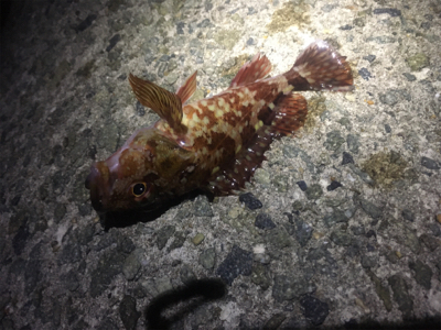 ライトワインドとメバリング