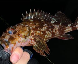 メバルがいない