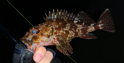 メバルがいない