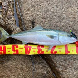 久しぶりの青物はメジロ