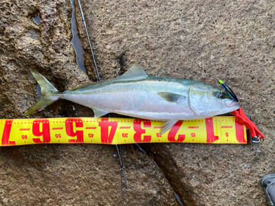 久しぶりの青物はメジロ