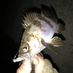 2020ライトゲーム第3戦