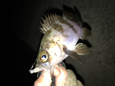 2020ライトゲーム第3戦