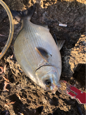 イズスミ狙い！