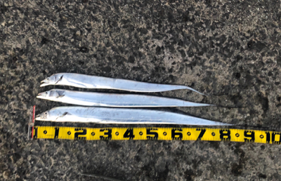 朝マヅメタチウオ！