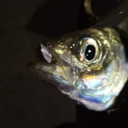 アジング練習 102