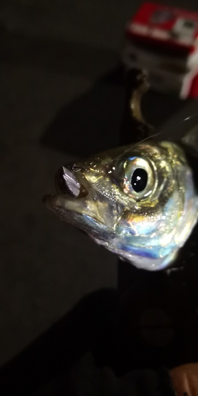 アジング練習 102