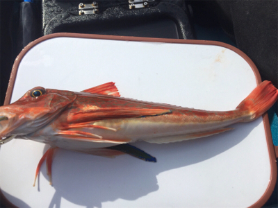 久しぶりのカヤックフィッシング！