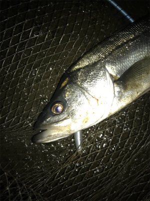 仕事帰りシーバス