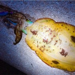 キロアップ2杯！！