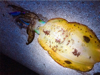 キロアップ2杯！！