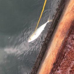 まさかのブリ！