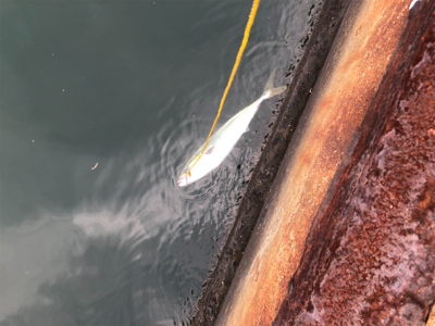 まさかのブリ！