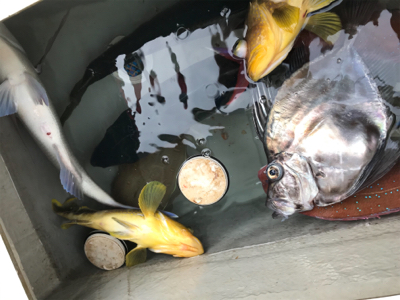 鯛ラバとスロージギング