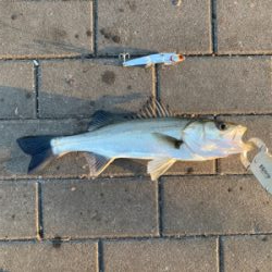 思いがけず初シーバス