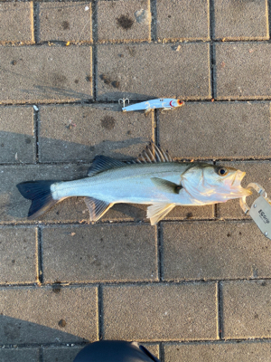 思いがけず初シーバス