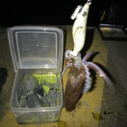 まだまだヒイカ釣り(^。^)