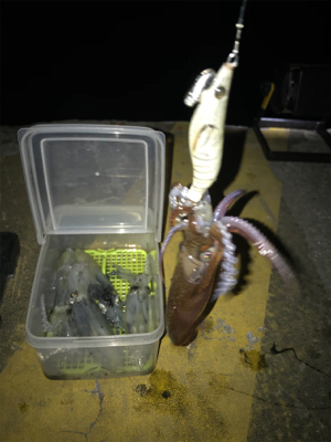 まだまだヒイカ釣り(^｡^)