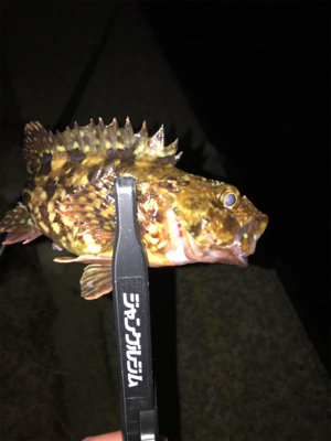 メバルを求めて⑤