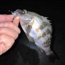 ライトゲーム、アジ・メバル