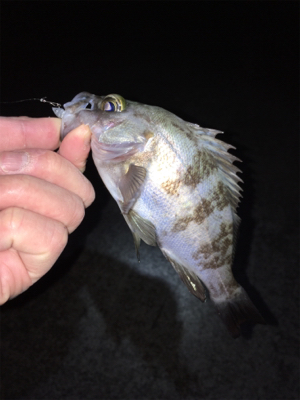 ライトゲーム、アジ・メバル