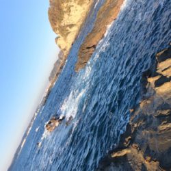 ヒラスズキ 三浦半島