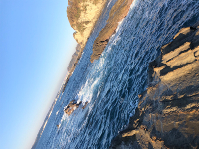 ヒラスズキ 三浦半島