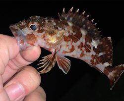 メバルあたりなし