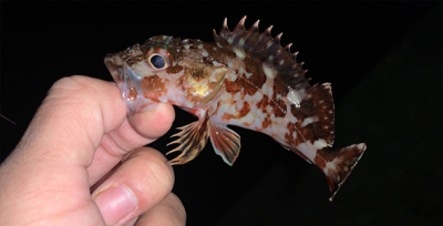 メバルあたりなし