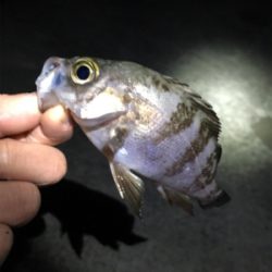 潮止まりは渋い