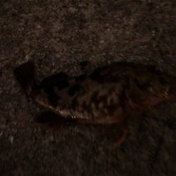 ガッシーに遊ばれたくて…