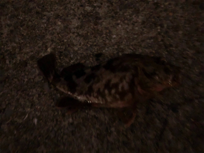 ガッシーに遊ばれたくて…