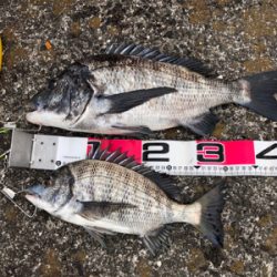 ようやくチヌらしいチヌ