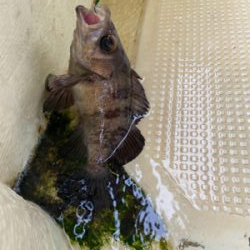 メバル　　鯛　　たかみ丸　　中潮