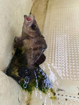 メバル　　鯛　　たかみ丸　　中潮