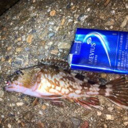 ガッシー⑤ みかんはお好き⁉︎